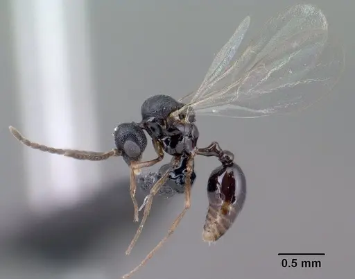 Strumigenys khakaura specimen CASENT0138441 image casent0138441_4