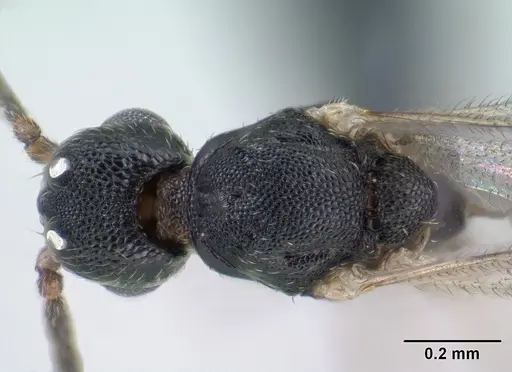 Strumigenys khakaura specimen CASENT0145008 image casent0145008_1
