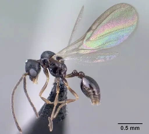 Strumigenys khakaura specimen CASENT0145008 image casent0145008_3
