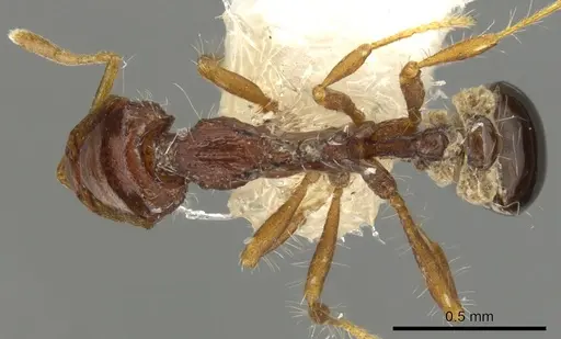 Strumigenys kompsomala specimen CASENT0900190 image casent0900190_1