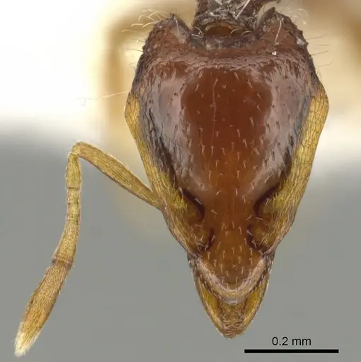 Strumigenys kompsomala specimen CASENT0900190 image casent0900190_2