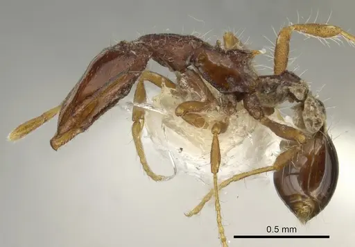 Strumigenys kompsomala specimen CASENT0900190 image casent0900190_3