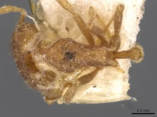 Strumigenys koningsbergeri specimen CASENT0909316 image casent0909316_1