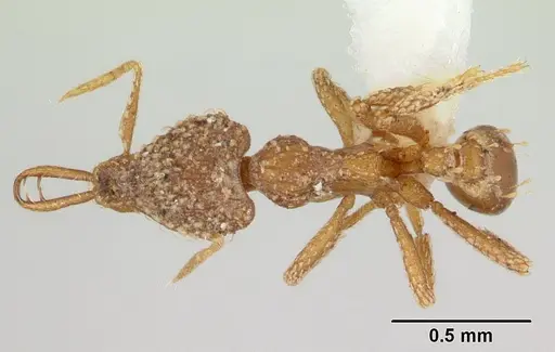 Strumigenys korahyla specimen CASENT0178328 image casent0178328_1
