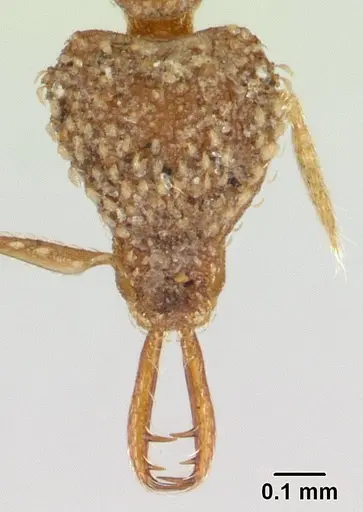 Strumigenys korahyla specimen CASENT0178328 image casent0178328_2