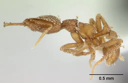 Strumigenys korahyla specimen CASENT0178328 image casent0178328_3