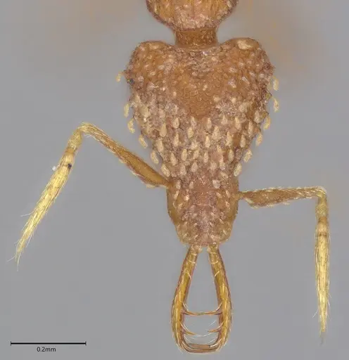 Strumigenys korahyla specimen CASENT0763699 image casent0763699_1