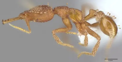 Strumigenys korahyla specimen CASENT0763699 image casent0763699_2