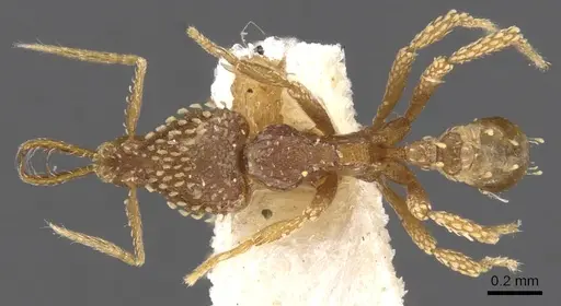 Strumigenys korahyla specimen CASENT0900625 image casent0900625_1