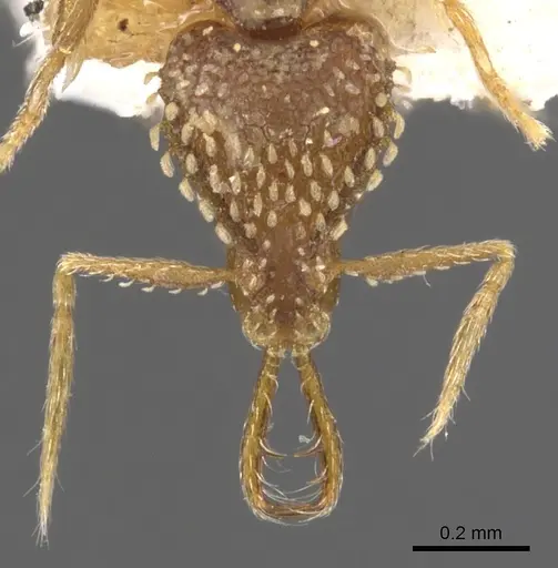 Strumigenys korahyla specimen CASENT0900625 image casent0900625_2