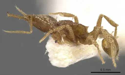 Strumigenys korahyla specimen CASENT0900625 image casent0900625_3