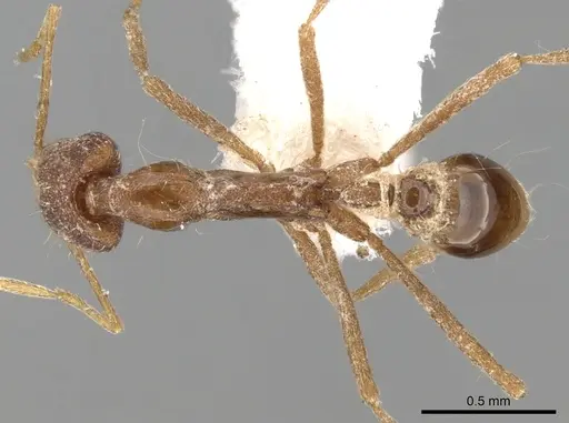 Strumigenys kraepelini specimen CASENT0280749 image casent0280749_1