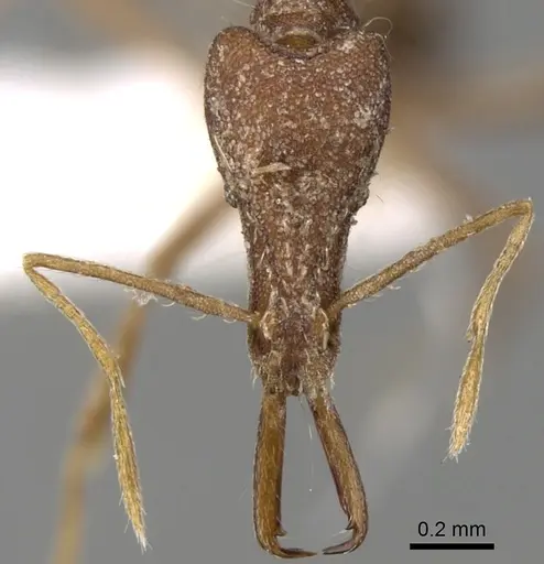 Strumigenys kraepelini specimen CASENT0280749 image casent0280749_2