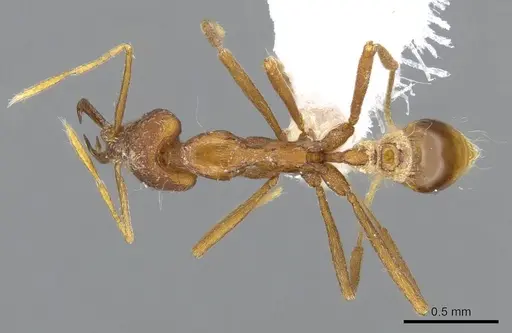 Strumigenys kraepelini specimen CASENT0914954 image casent0914954_1