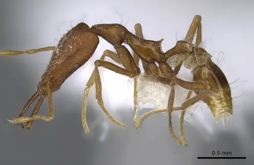 Strumigenys kraepelini specimen CASENT0914954 image casent0914954_3