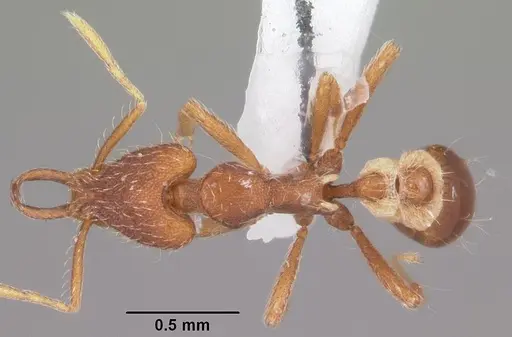 Strumigenys kumadori specimen CASENT0102909 image casent0102909_1