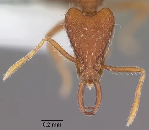 Strumigenys kumadori specimen CASENT0102909 image casent0102909_2