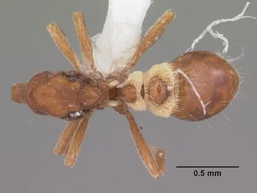 Strumigenys kumadori specimen CASENT0102910 image casent0102910_1