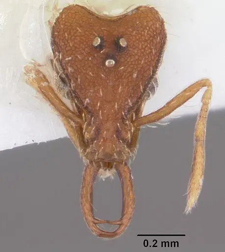 Strumigenys kumadori specimen CASENT0102910 image casent0102910_2