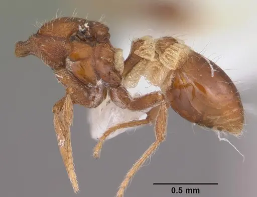 Strumigenys kumadori specimen CASENT0102910 image casent0102910_3