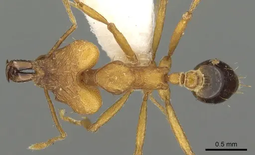 Strumigenys kyroma specimen CASENT0900863 image casent0900863_1