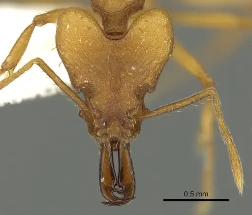 Strumigenys kyroma specimen CASENT0900863 image casent0900863_2