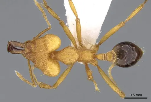 Strumigenys kyroma specimen CASENT0914837 image casent0914837_1
