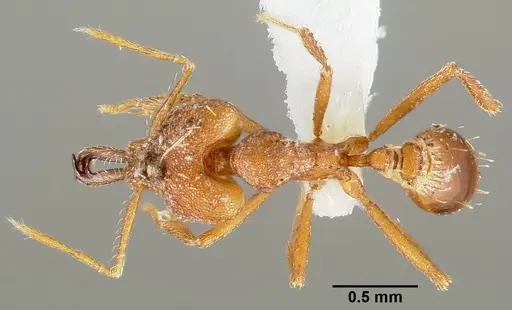 Strumigenys labaris specimen CASENT0005564 image casent0005564_1