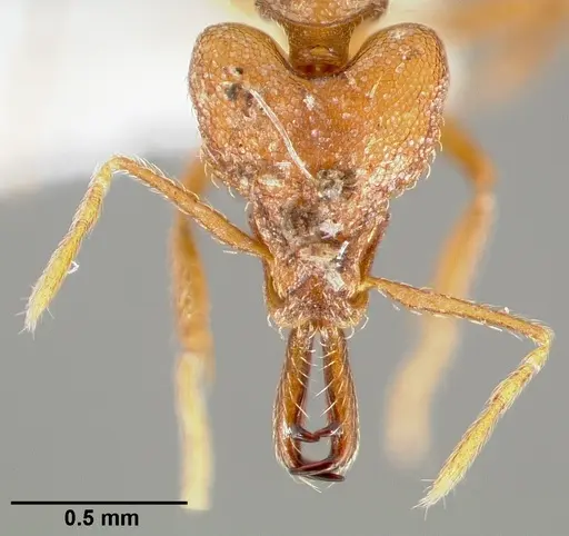 Strumigenys labaris specimen CASENT0005564 image casent0005564_2