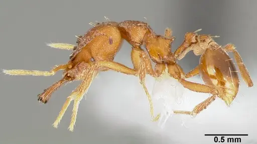 Strumigenys labaris specimen CASENT0005564 image casent0005564_3