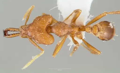 Strumigenys labaris specimen CASENT0005565 image casent0005565_1