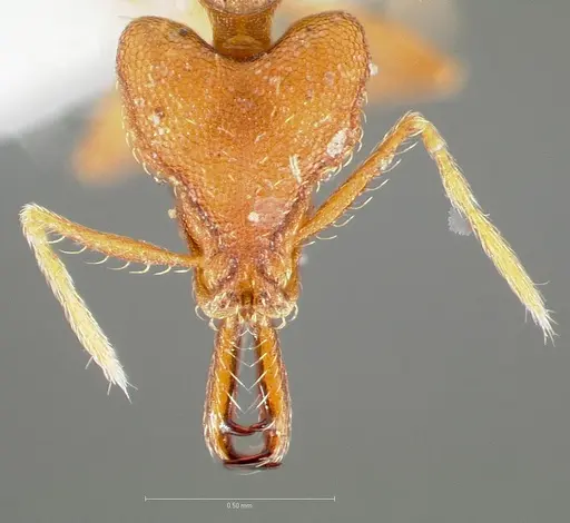 Strumigenys labaris specimen CASENT0005565 image casent0005565_2