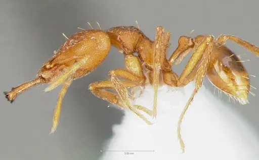 Strumigenys labaris specimen CASENT0005565 image casent0005565_3