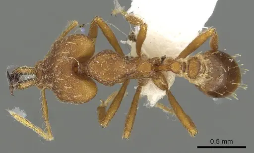 Strumigenys labaris specimen CASENT0900706 image casent0900706_1