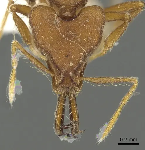 Strumigenys labaris specimen CASENT0900706 image casent0900706_2