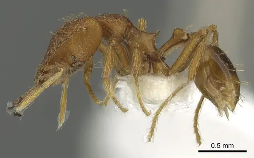 Strumigenys labaris specimen CASENT0900706 image casent0900706_3