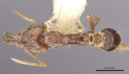 Strumigenys lacacoca specimen CASENT0280722 image casent0280722_1