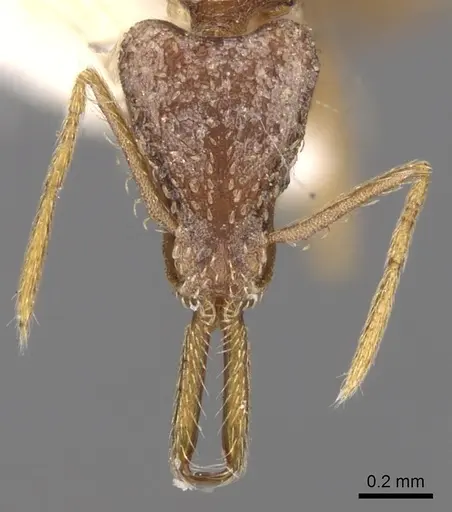 Strumigenys lacacoca specimen CASENT0280722 image casent0280722_2