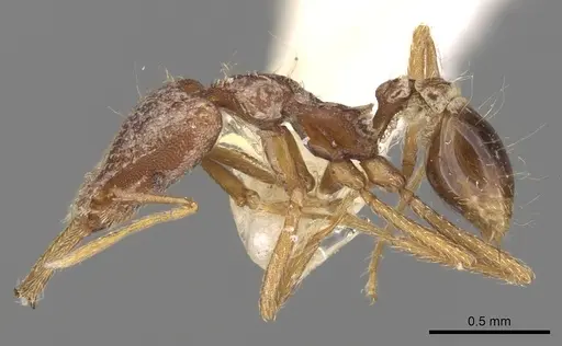 Strumigenys lacacoca specimen CASENT0280722 image casent0280722_3