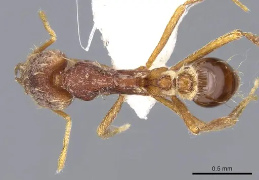Strumigenys lacacoca specimen CASENT0914740 image casent0914740_1