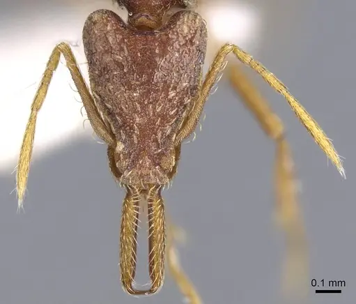Strumigenys lacacoca specimen CASENT0914740 image casent0914740_2