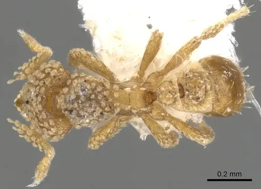 Strumigenys lachesis specimen CASENT0900156 image casent0900156_1