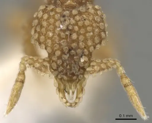Strumigenys lachesis specimen CASENT0900156 image casent0900156_2