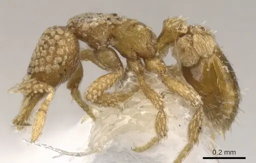 Strumigenys lachesis specimen CASENT0900156 image casent0900156_3