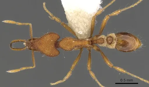 Strumigenys lacunosa specimen CASENT0900797 image casent0900797_1