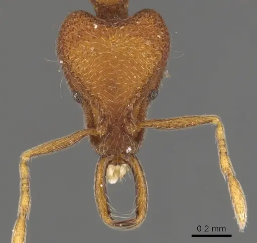 Strumigenys lacunosa specimen CASENT0900797 image casent0900797_2