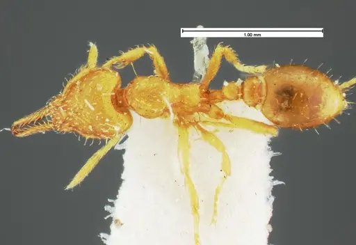 Strumigenys laevipleura specimen CASENT0105567 image casent0105567_1