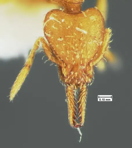 Strumigenys laevipleura specimen CASENT0105567 image casent0105567_2
