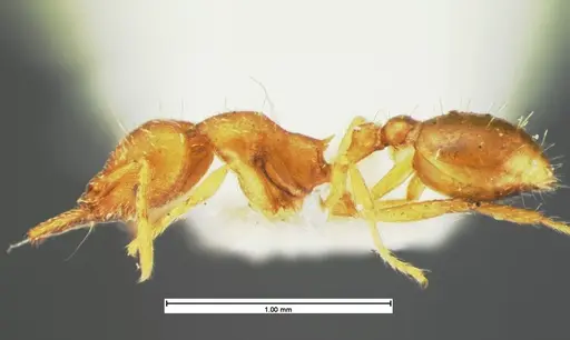 Strumigenys laevipleura specimen CASENT0105567 image casent0105567_3
