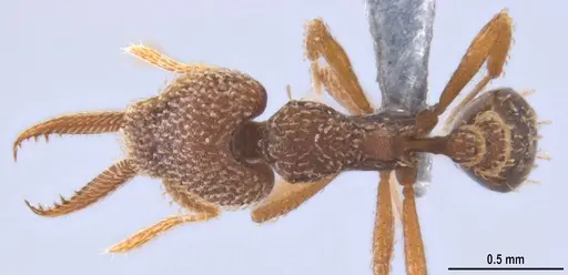 Strumigenys lalassa specimen ANTWEB1053273 image antweb1053273_1